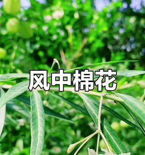 网络用语中棉花语是什么意思？棉花语代表了什么？