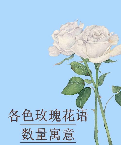 养玫瑰花什么寓意好呢？如何选择适合的玫瑰花语？