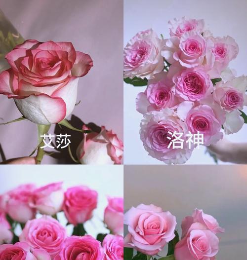 养玫瑰花什么寓意好呢？如何选择适合的玫瑰花语？