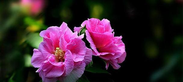 木木芙蓉的花语代表了什么含义？