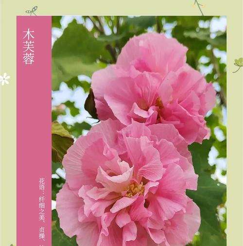 木木芙蓉的花语代表了什么含义？