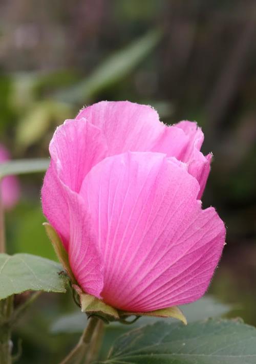 木木芙蓉的花语代表了什么含义？