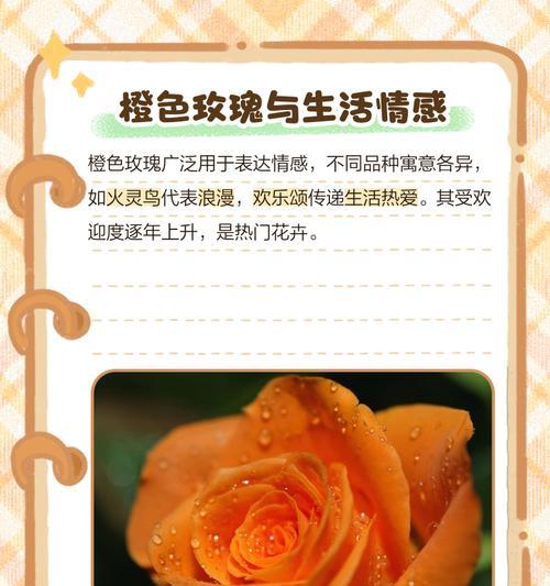浪漫不知玫瑰花语是什么？玫瑰花语中隐藏了哪些浪漫？