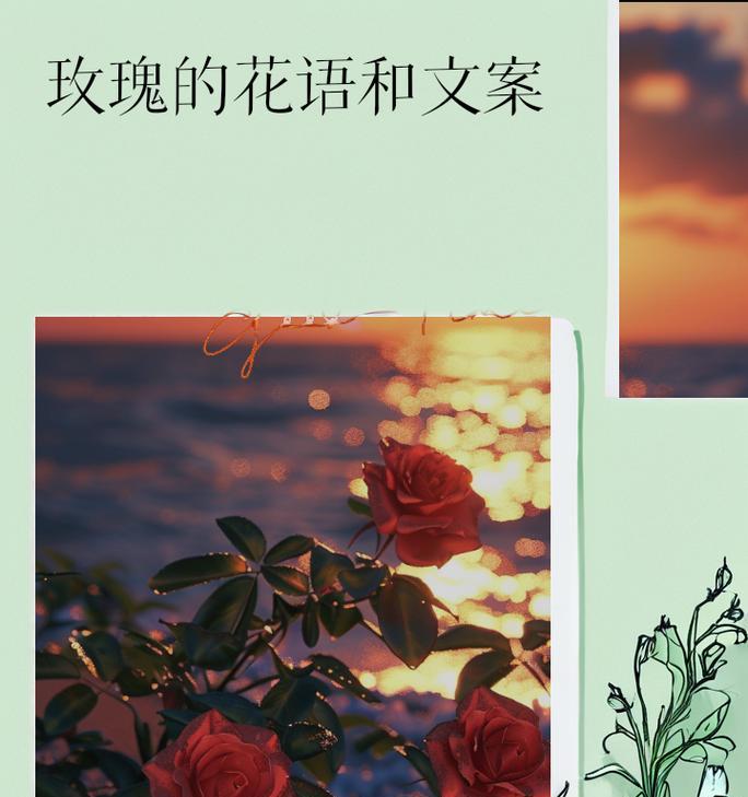 浪漫不知玫瑰花语是什么？玫瑰花语中隐藏了哪些浪漫？