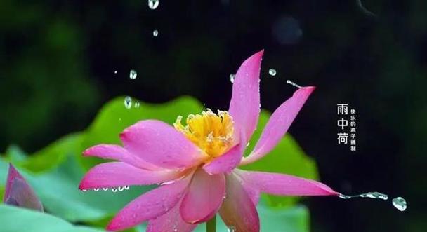 安静的池塘的花语是什么？池塘花语有何深意？