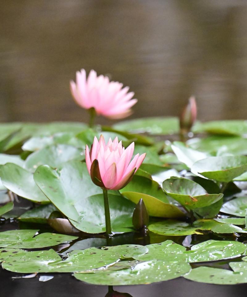 安静的池塘的花语是什么？池塘花语有何深意？