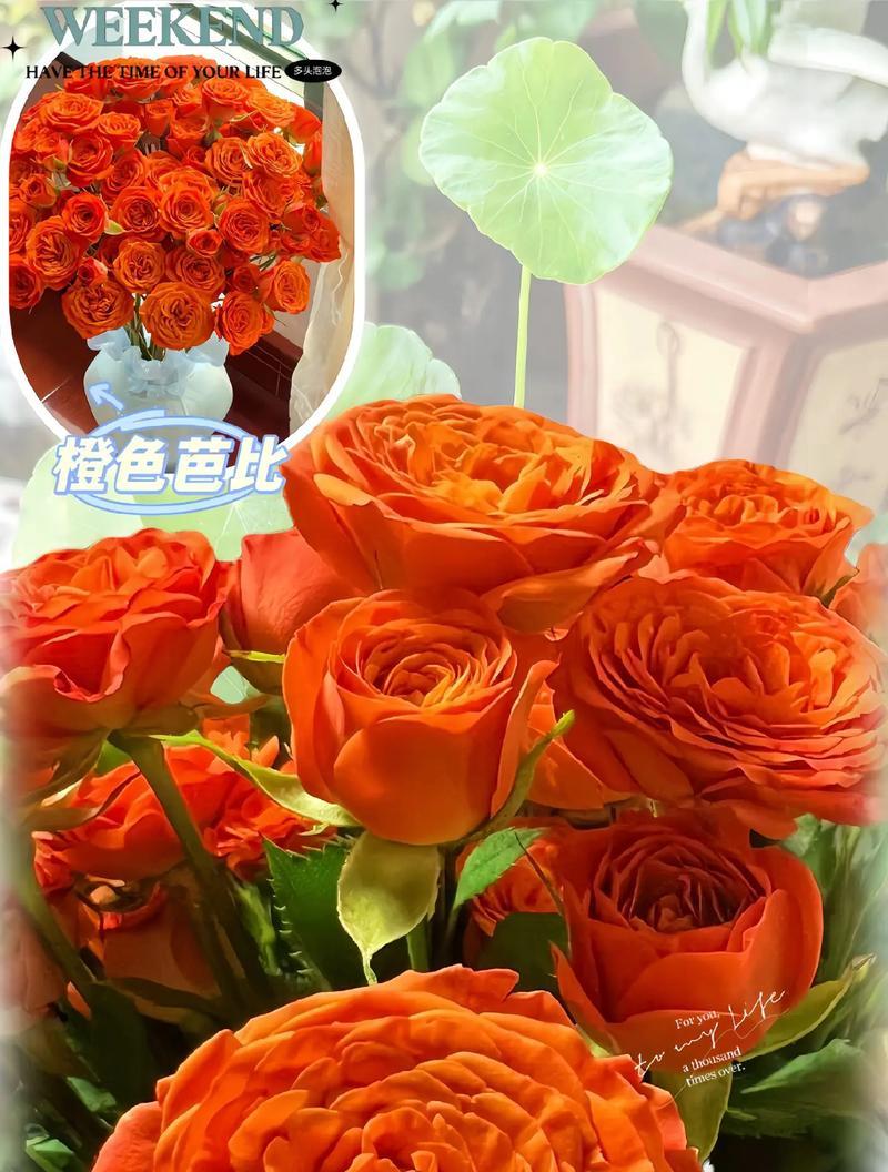 平日见面的花语是什么？送什么花表达日常的问候？