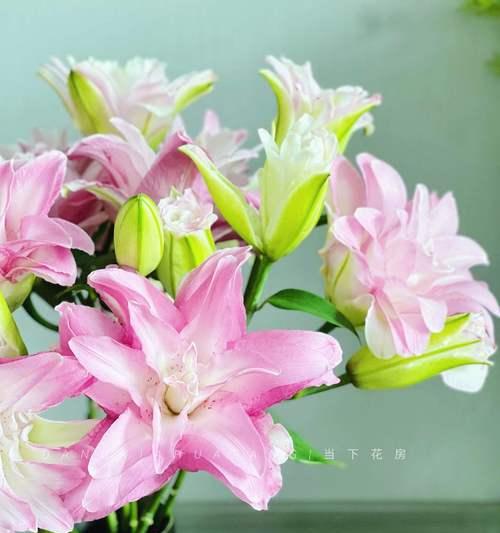“去做自己”的花语代表什么？
