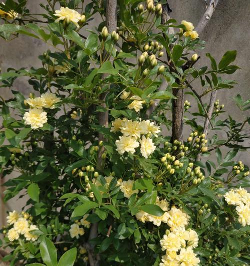 《黄海棠》的花语代表什么含义？
