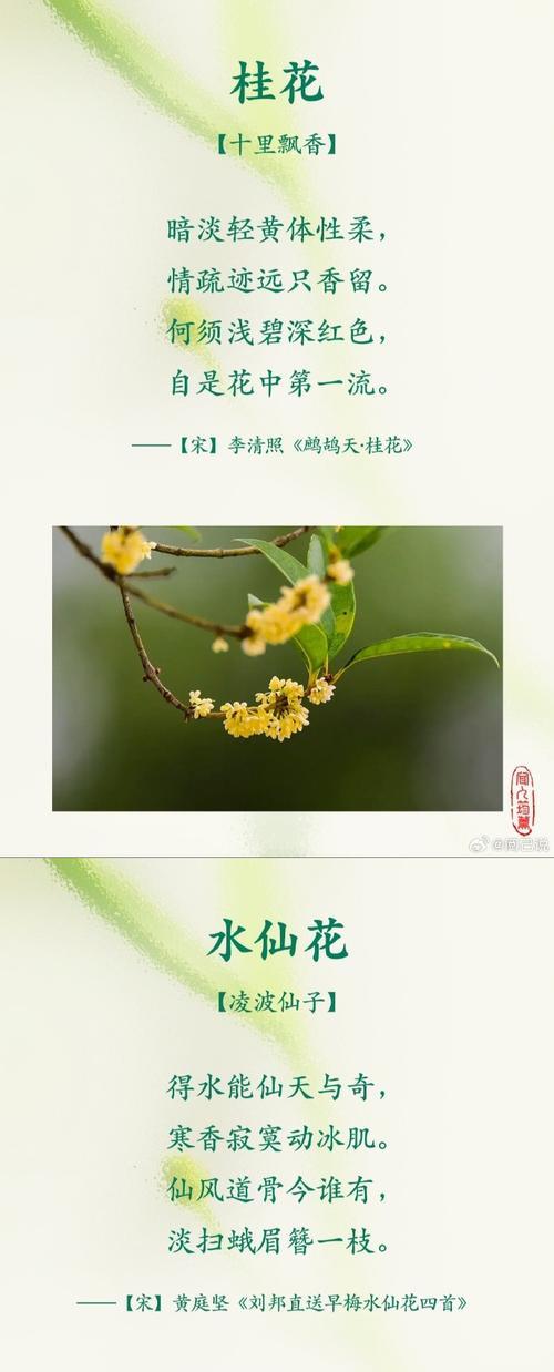 哪朵花的花语代表无尽奢华？