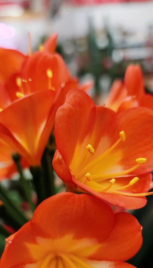 君子花语的寓意是什么？君子花象征着什么？