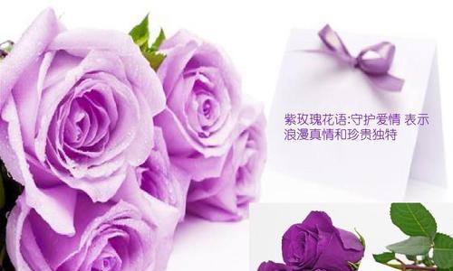 玫瑰花语背后的段子有哪些？