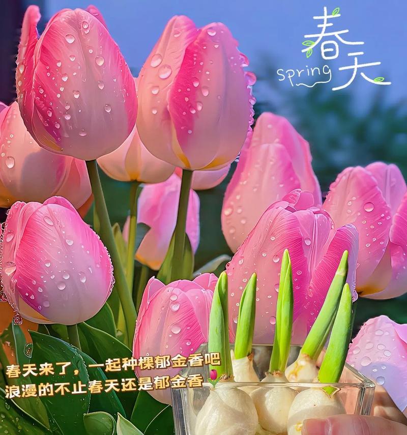 郁金香花语背后的文化是什么？