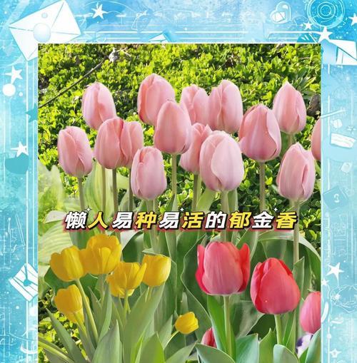 郁金香花语背后的文化是什么？