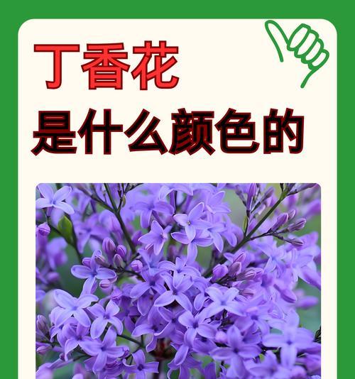 目光所至皆是你花语是什么？这种花象征着什么？