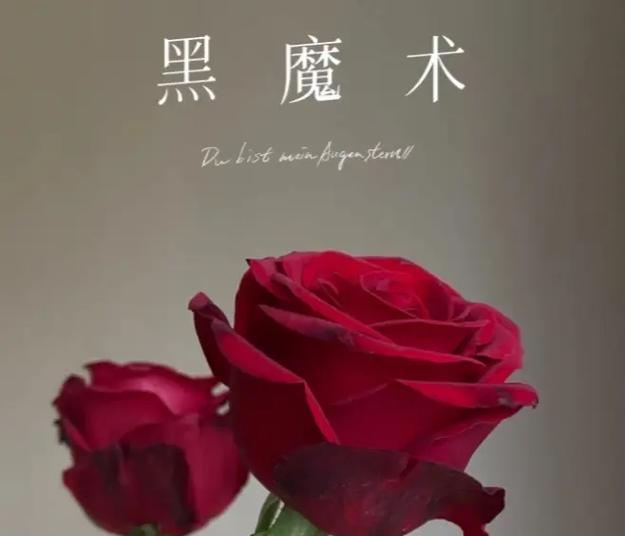黑夜与守望的花语有何含义？黑夜与守望的花语代表什么？