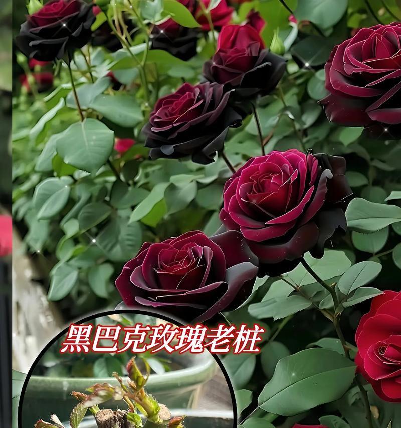 黑夜与守望的花语有何含义？黑夜与守望的花语代表什么？