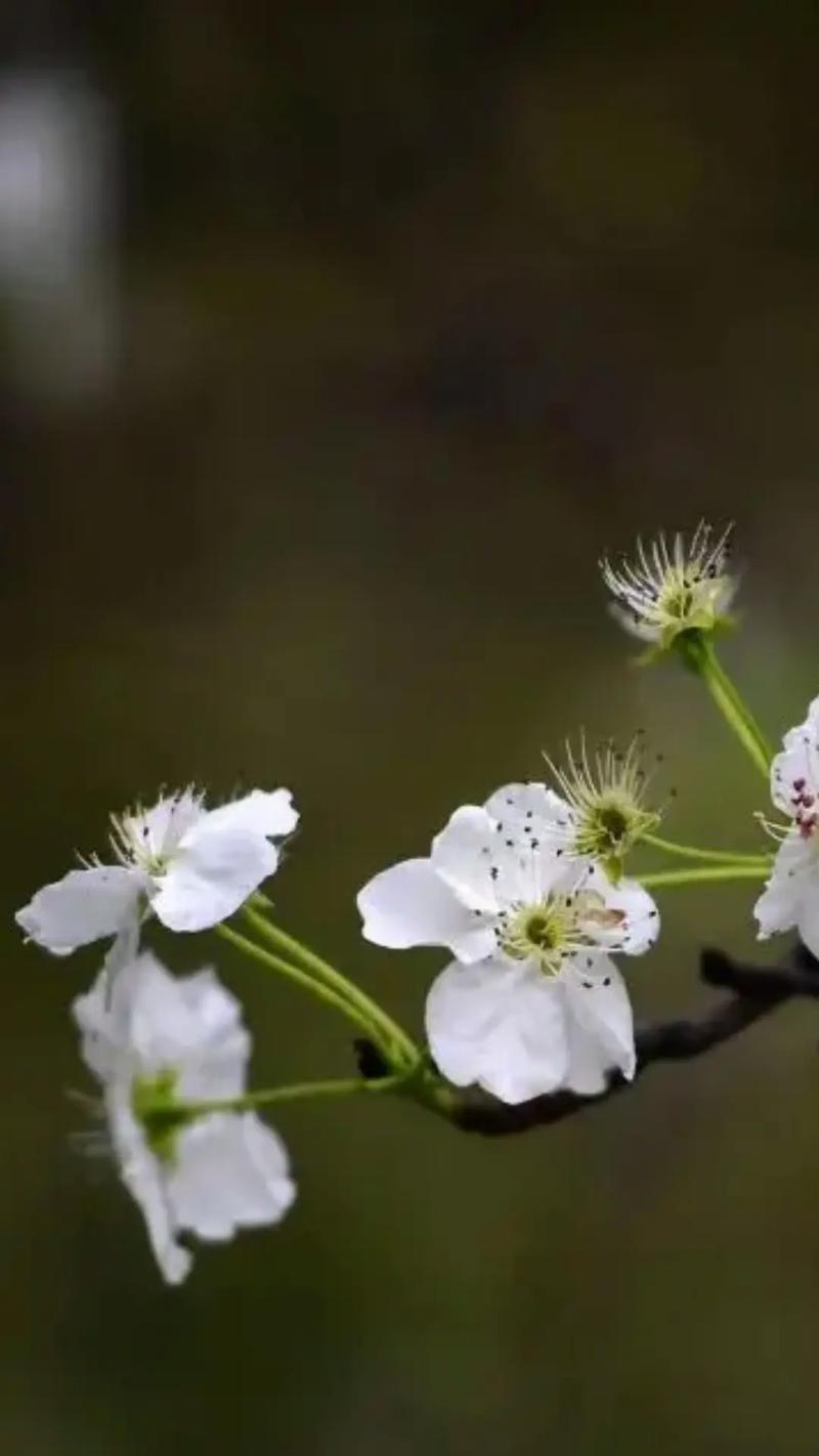 为爱不顾的花语代表什么？花语中表达为爱不顾的花有哪些？