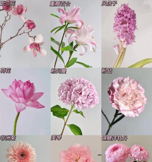 哪种花的花语最能代表少女心？