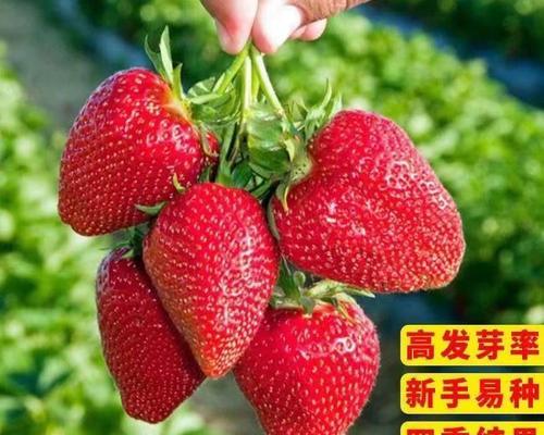 红草莓的花语和寓意是什么？草莓在花语中代表什么？