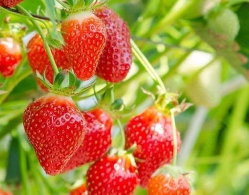 红草莓的花语和寓意是什么？草莓在花语中代表什么？