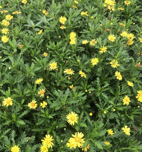 慕春菊的花语代表了什么？