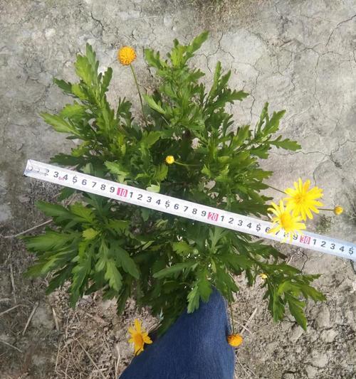 慕春菊的花语代表了什么？