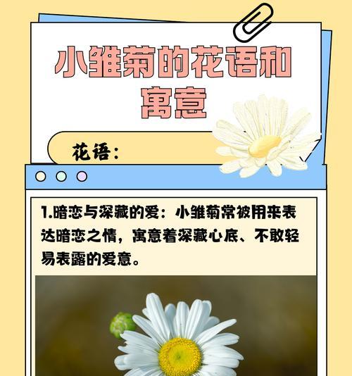 薰衣草小菊的花语和寓意有何特别之处？