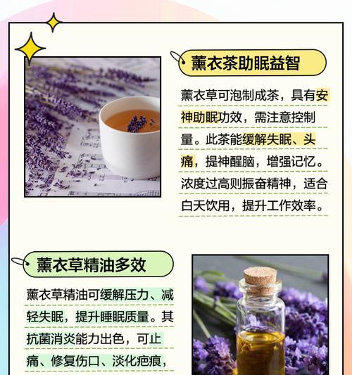 薰衣草小菊的花语和寓意有何特别之处？