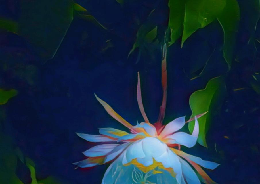 昙花花语是什么？昙花一现的寓意是什么？