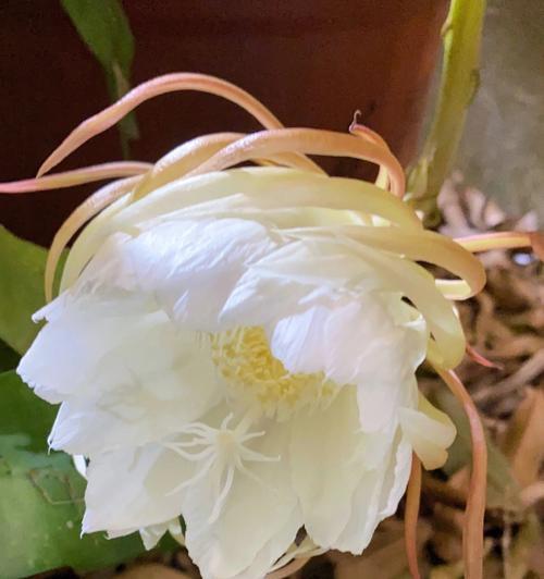 昙花花语是什么？昙花一现的寓意是什么？