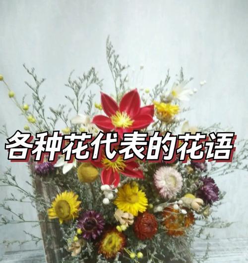 九尾送的玫瑰是什么花语？九尾玫瑰的寓意是什么？
