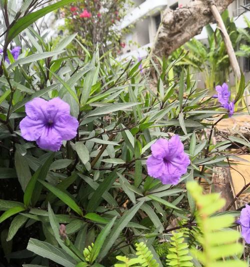 美兰保护花的花语代表了什么？