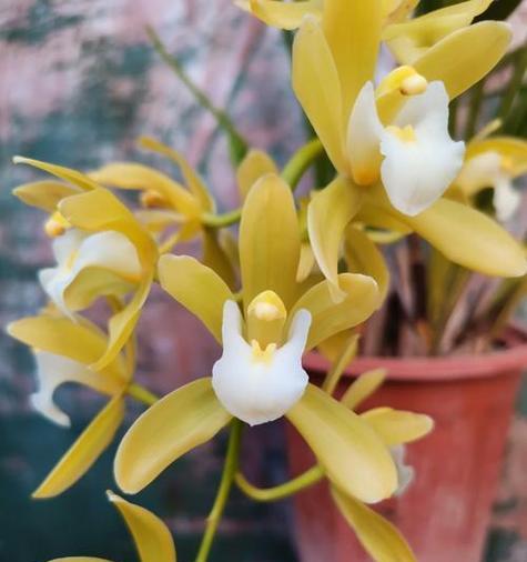 美兰保护花的花语代表了什么？