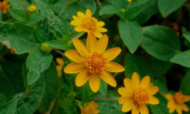 美兰保护花的花语代表了什么？