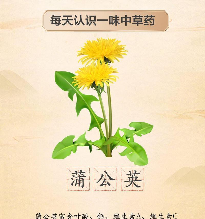 蒲公英的花语有哪些含义？