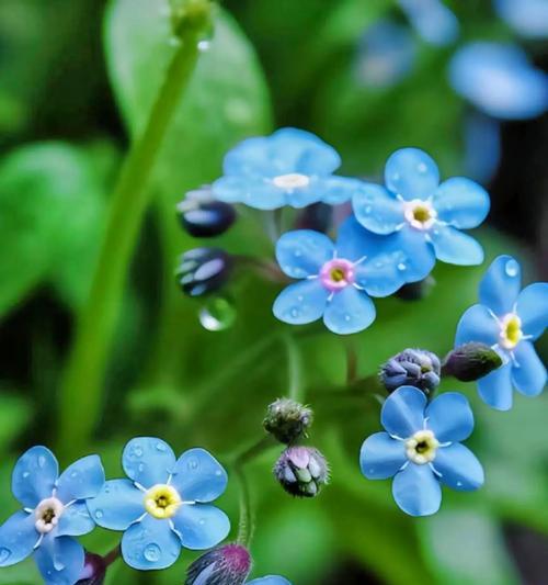 寓意理想的爱情的花语是什么？花语最霸道的花又是什么？