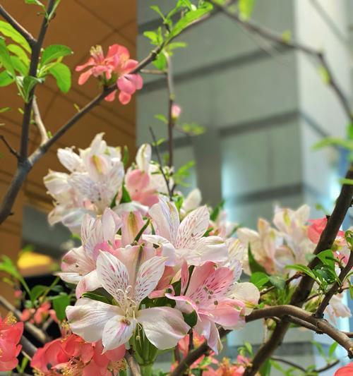 春日浓情的花语是哪种花？