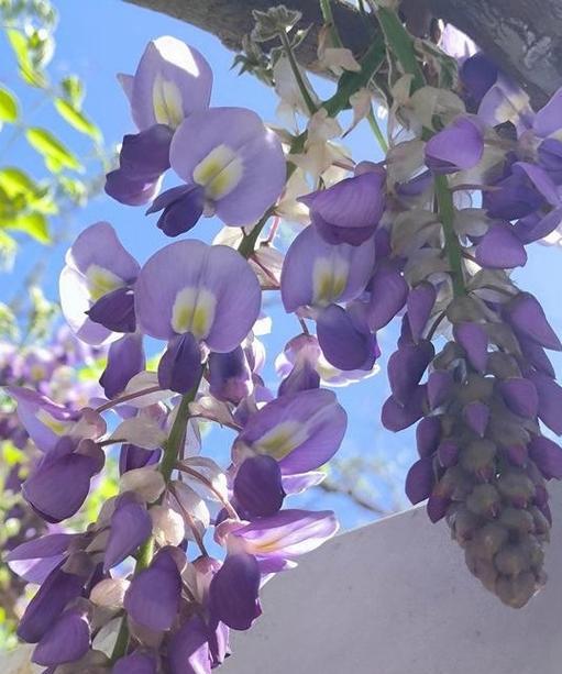 春日浓情的花语是哪种花？
