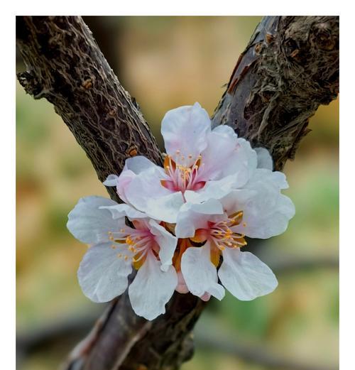 春日浓情的花语是哪种花？