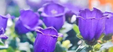 行走天涯的花语是什么花？这种花语代表了怎样的精神？
