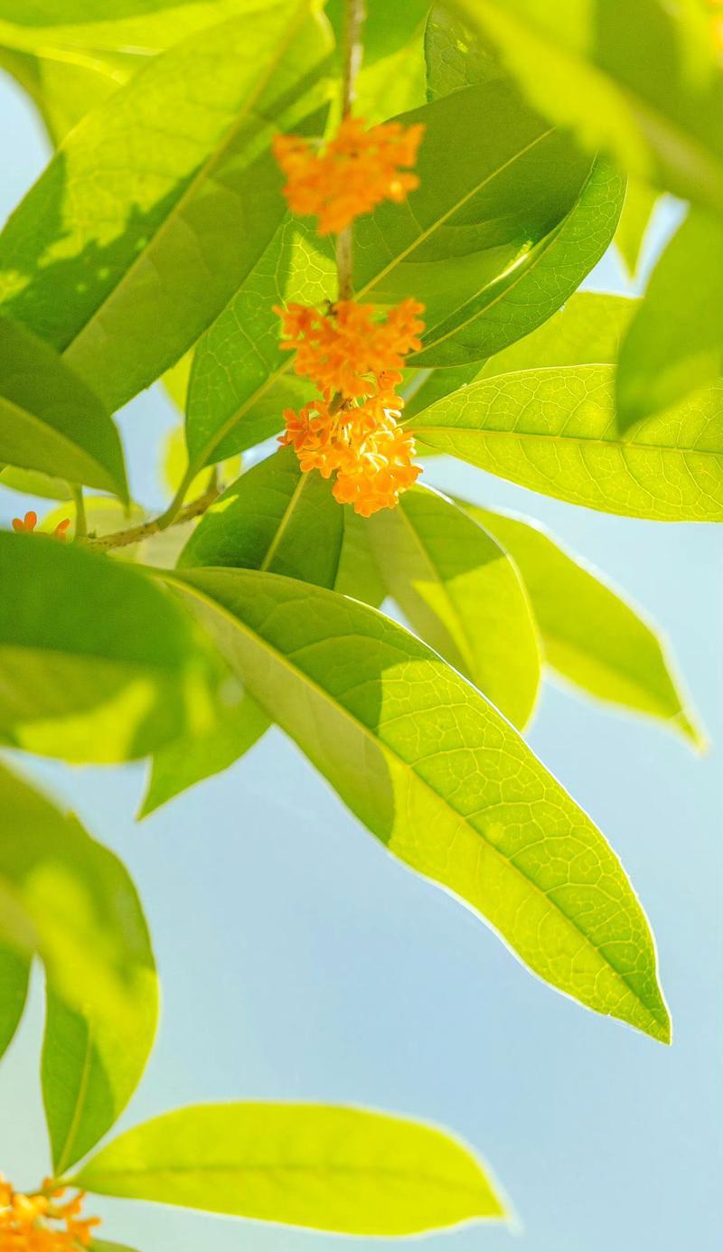 桂花花语中的典雅句子有哪些？它们在文学中如何被运用？