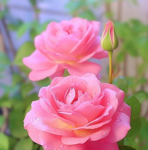 粉红色的花玫瑰代表了什么？它在爱情中象征着什么？