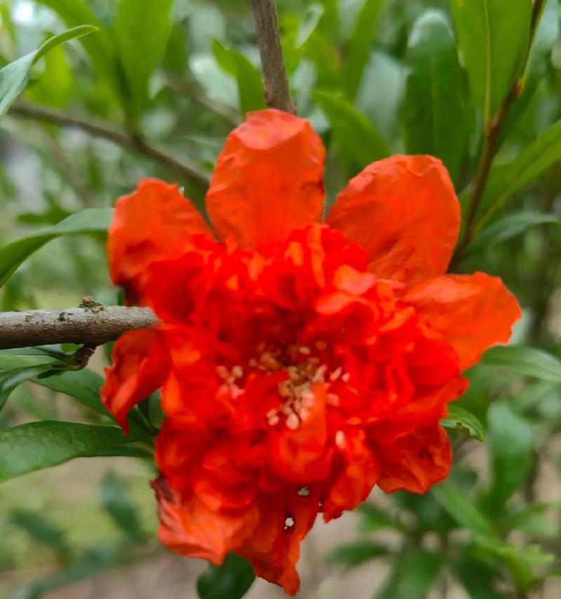 石榴花象征着什么？石榴花语有哪些含义？