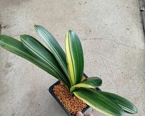 彩色君子兰的花语代表什么？