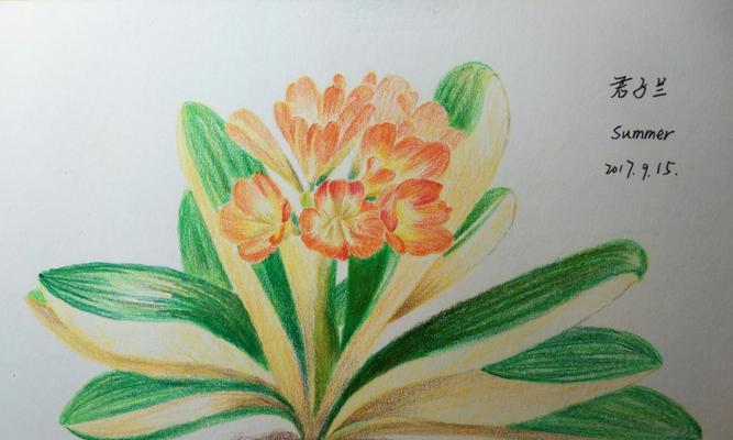彩色君子兰的花语代表什么？