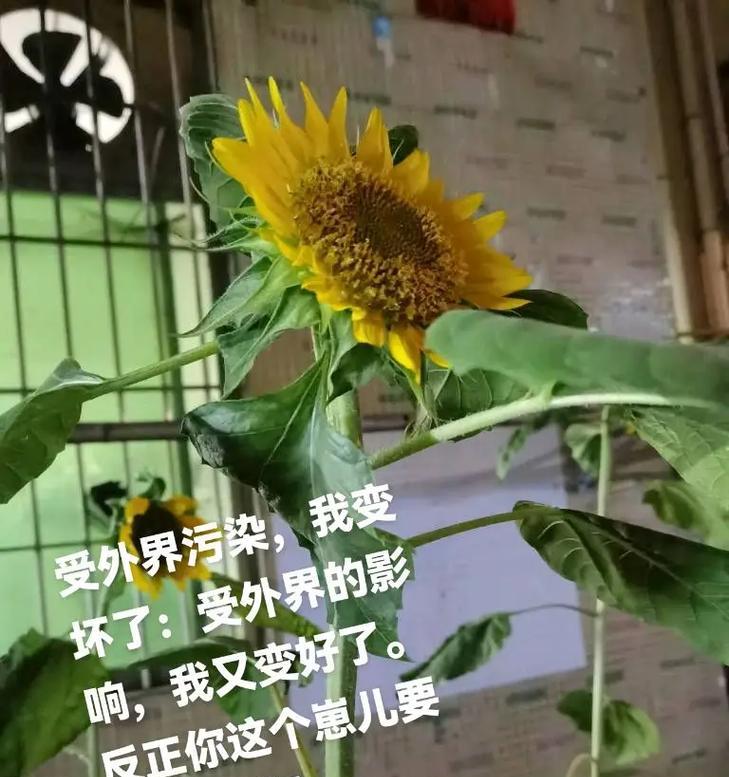 花语中的“捂脸”代表了什么？