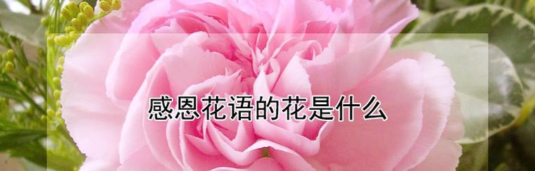 哪种花的花语代表了奉献精神？