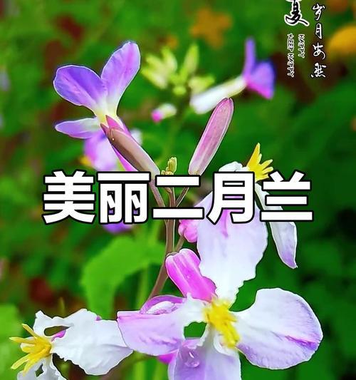 哪种花的花语代表了奉献精神？