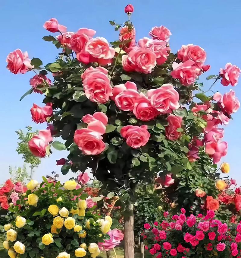 多头玫瑰代表什么？多头玫瑰的花语有哪些含义？